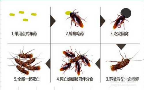 蟑螂的危害及消灭方法图片