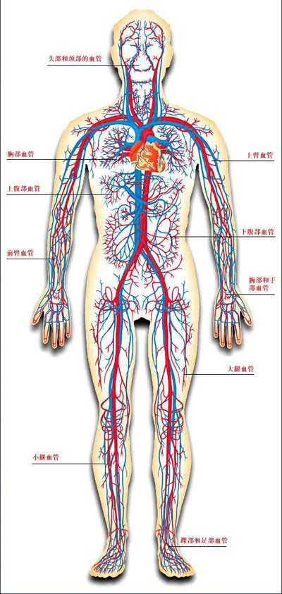 人体的构造后面图片