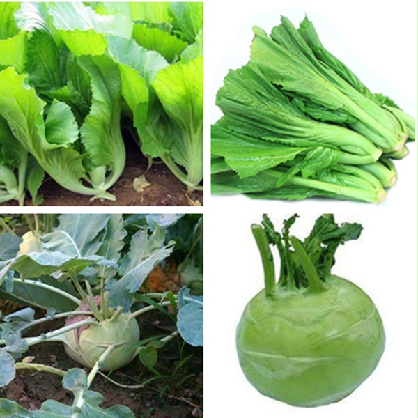 茎菜类地上茎主要品种图片